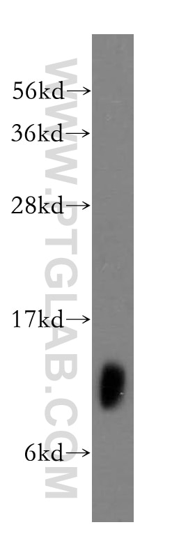 Western Blot (WB) analysis of human heart tissue using MRPL34 Polyclonal antibody (15233-1-AP)