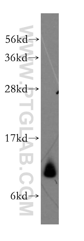 Western Blot (WB) analysis of human liver tissue using MRPL34 Polyclonal antibody (15233-1-AP)