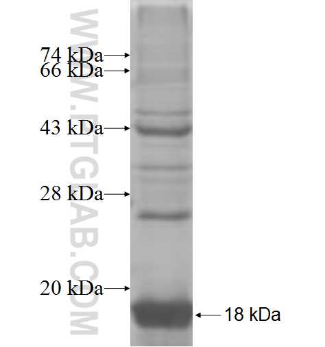 MRPL36 fusion protein Ag9925 SDS-PAGE