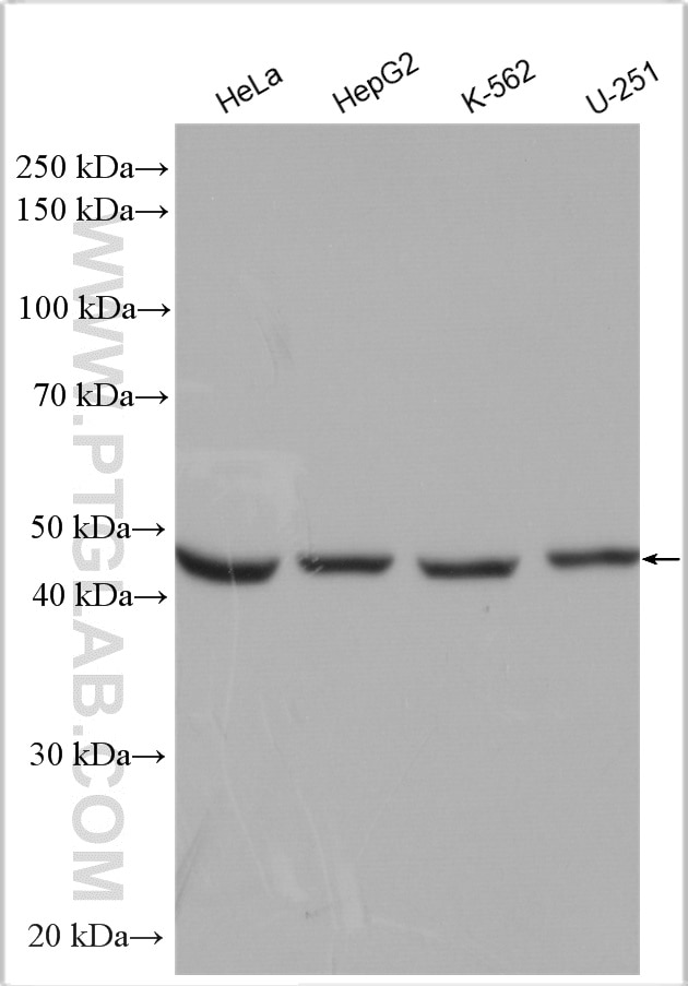 Western Blot (WB) analysis of various lysates using MRPL37 Polyclonal antibody (29522-1-AP)