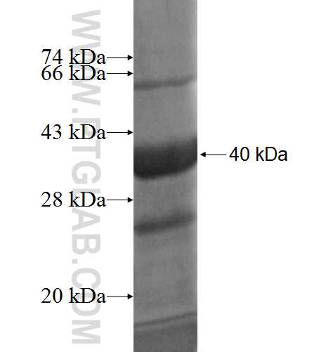 MRPL37 fusion protein Ag7574 SDS-PAGE