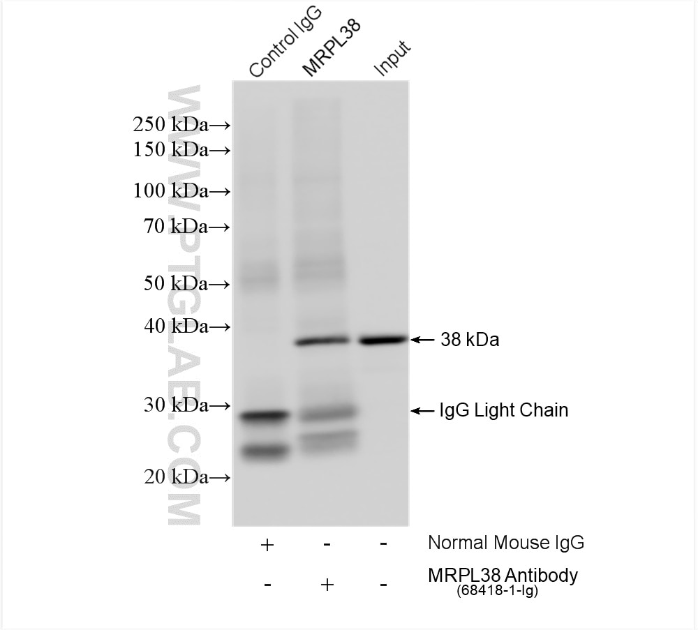 Immunoprecipitation (IP) experiment of A549 cells using MRPL38 Monoclonal antibody (68418-1-Ig)