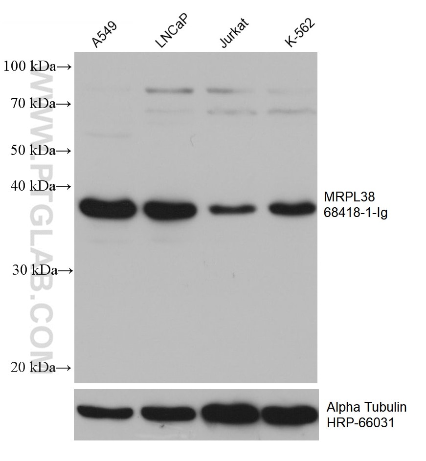 Western Blot (WB) analysis of various lysates using MRPL38 Monoclonal antibody (68418-1-Ig)