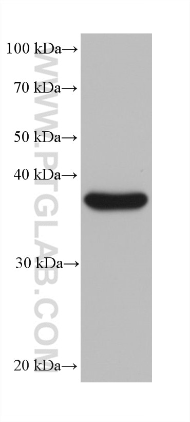 Western Blot (WB) analysis of pig liver tissue using MRPL38 Monoclonal antibody (68418-1-Ig)