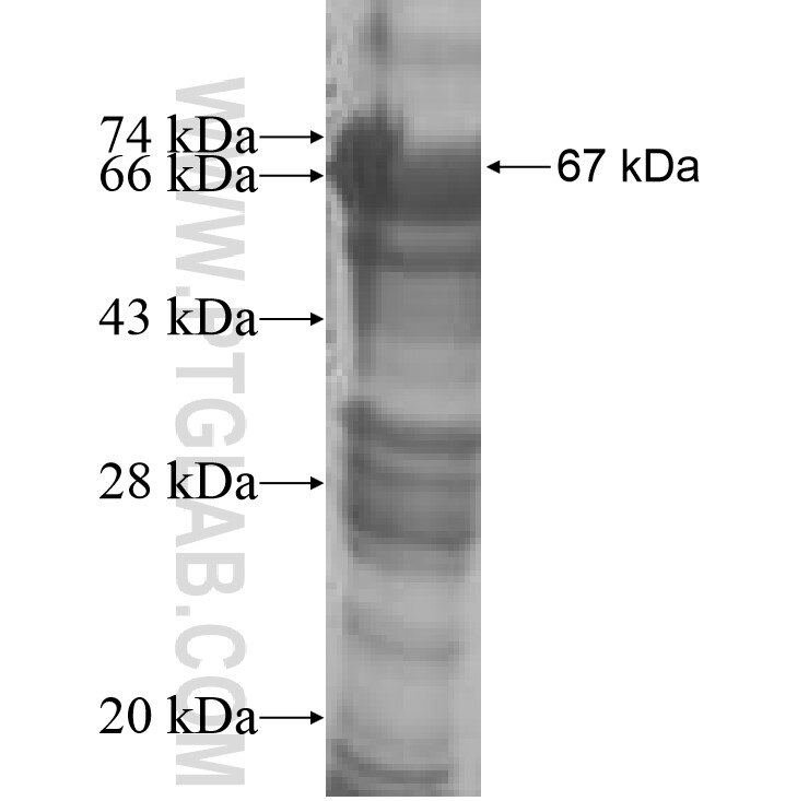 MRPL38 fusion protein Ag8706 SDS-PAGE