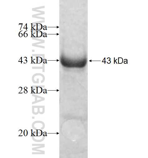 MRPL38 fusion protein Ag8927 SDS-PAGE