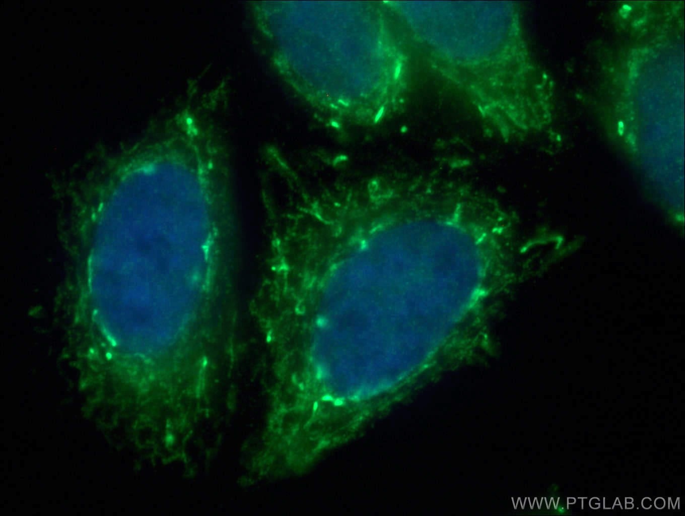 Immunofluorescence (IF) / fluorescent staining of HepG2 cells using MRPL39 Polyclonal antibody (28165-1-AP)