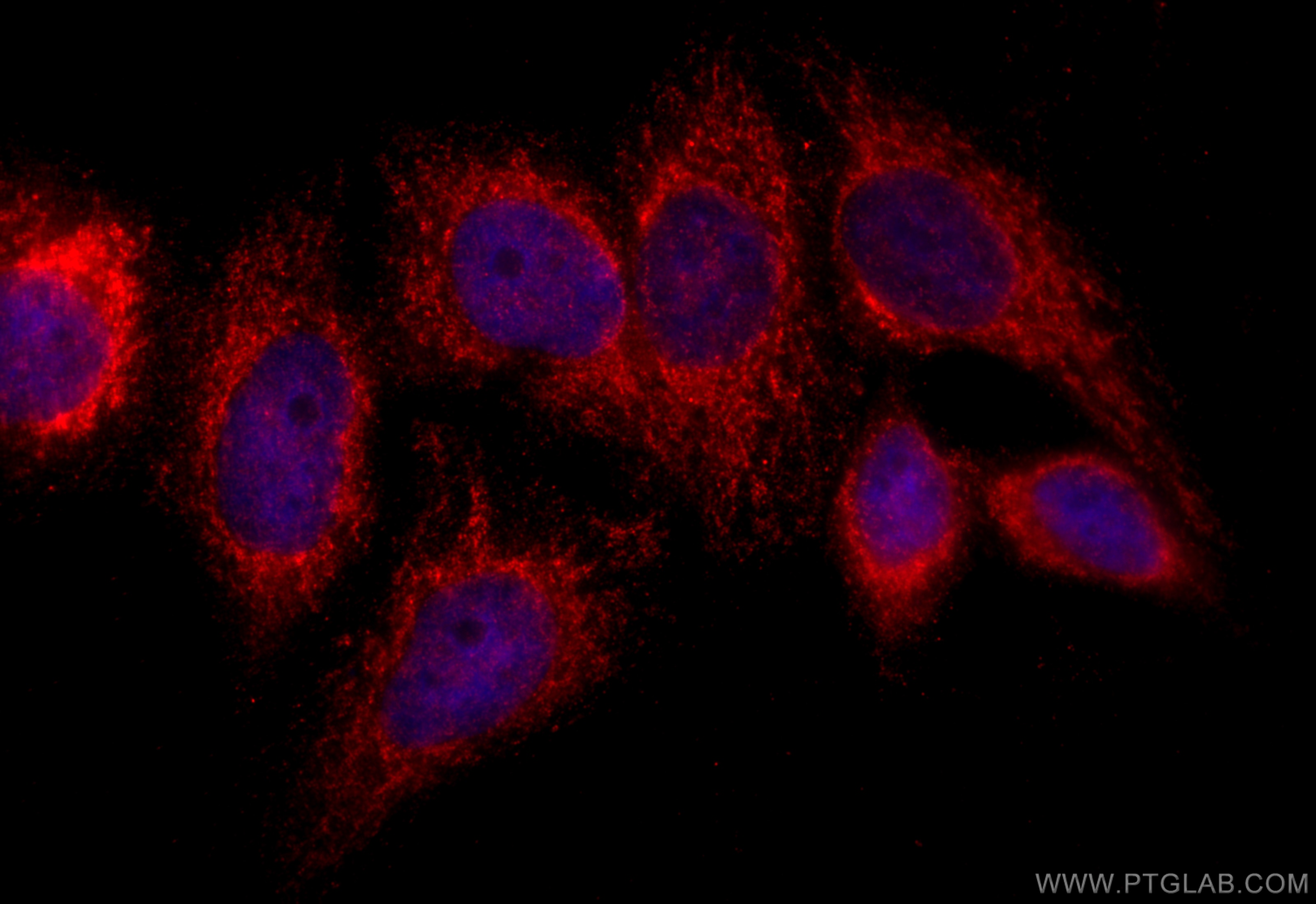 Immunofluorescence (IF) / fluorescent staining of HepG2 cells using MRPL39 Polyclonal antibody (28165-1-AP)