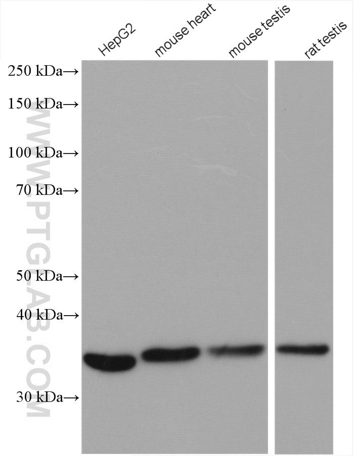 Western Blot (WB) analysis of various lysates using MRPL39 Polyclonal antibody (28165-1-AP)