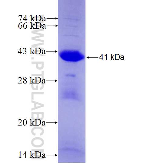 MRPL39 fusion protein Ag27154 SDS-PAGE