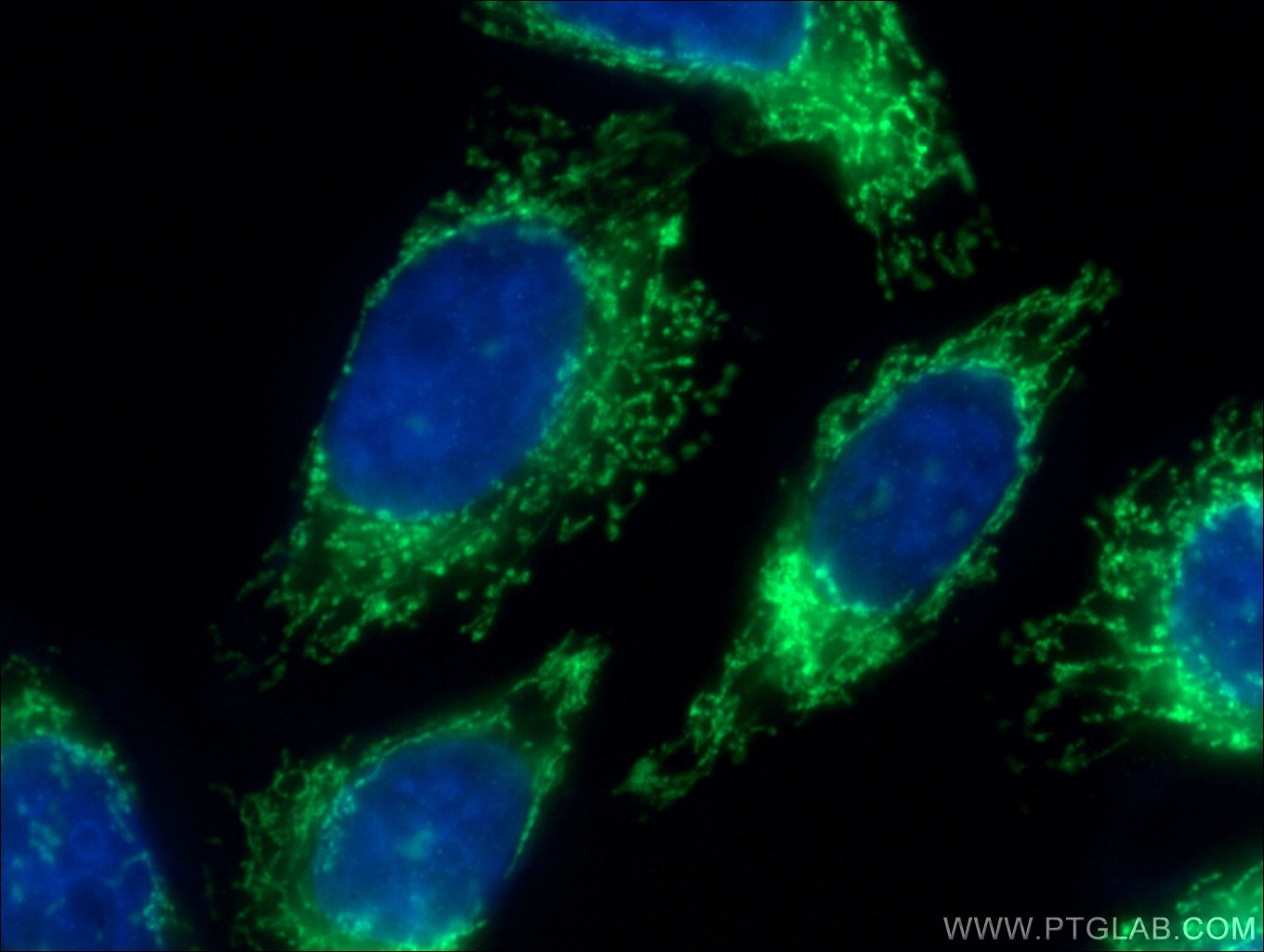 Immunofluorescence (IF) / fluorescent staining of HepG2 cells using MRPL4 Polyclonal antibody (27484-1-AP)