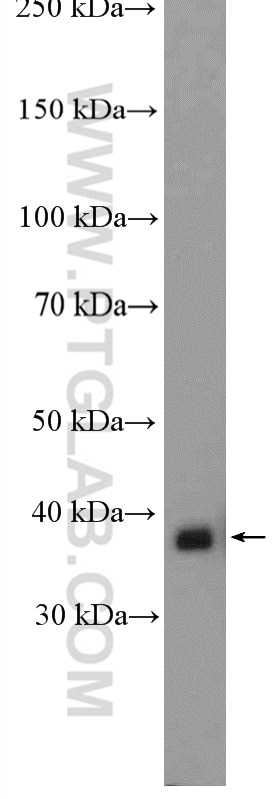 Western Blot (WB) analysis of HL-60 cells using MRPL4 Polyclonal antibody (27484-1-AP)