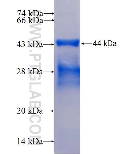 MRPL4 fusion protein Ag26568 SDS-PAGE