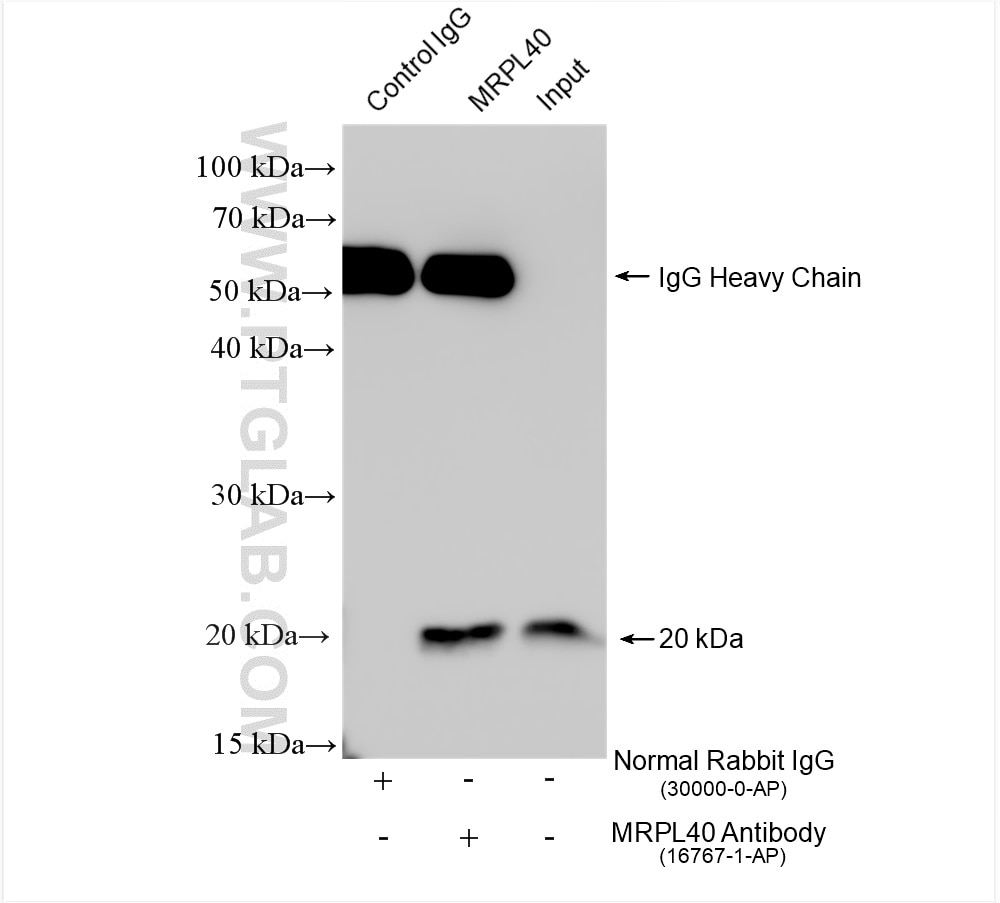 Immunoprecipitation (IP) experiment of HeLa cells using MRPL40 Polyclonal antibody (16767-1-AP)
