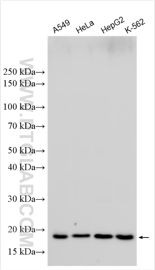 Western Blot (WB) analysis of various lysates using MRPL40 Polyclonal antibody (16767-1-AP)