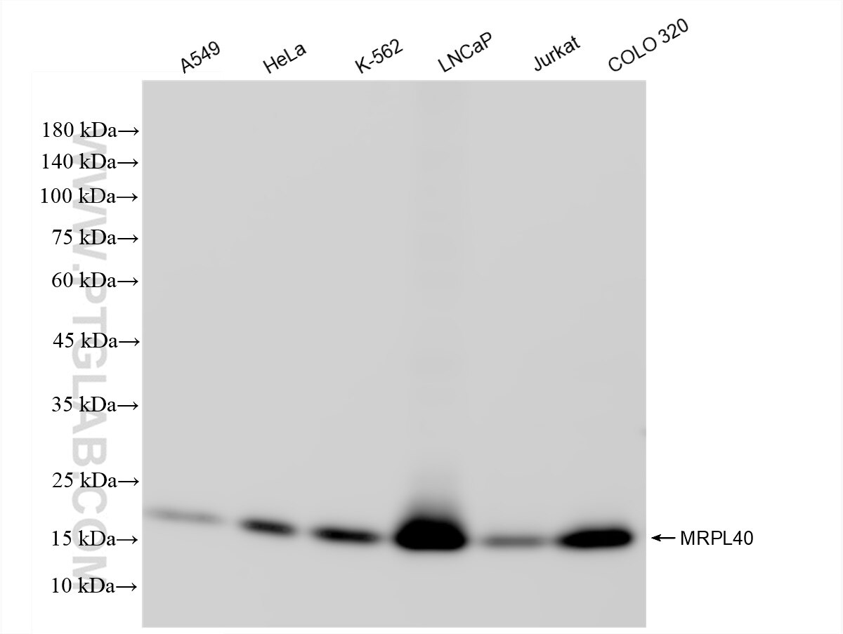 Western Blot (WB) analysis of various lysates using MRPL40 Recombinant antibody (83515-4-RR)