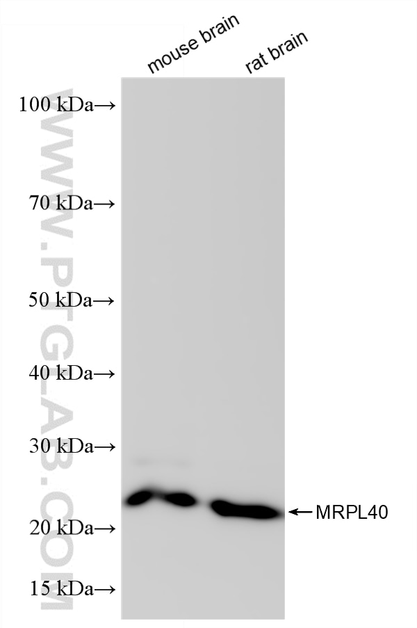 WB analysis using 83515-4-RR Western Blot (WB) analysis of various lysates using MRPL40 Recombinant monoclonal antibody (83515-4-RR)