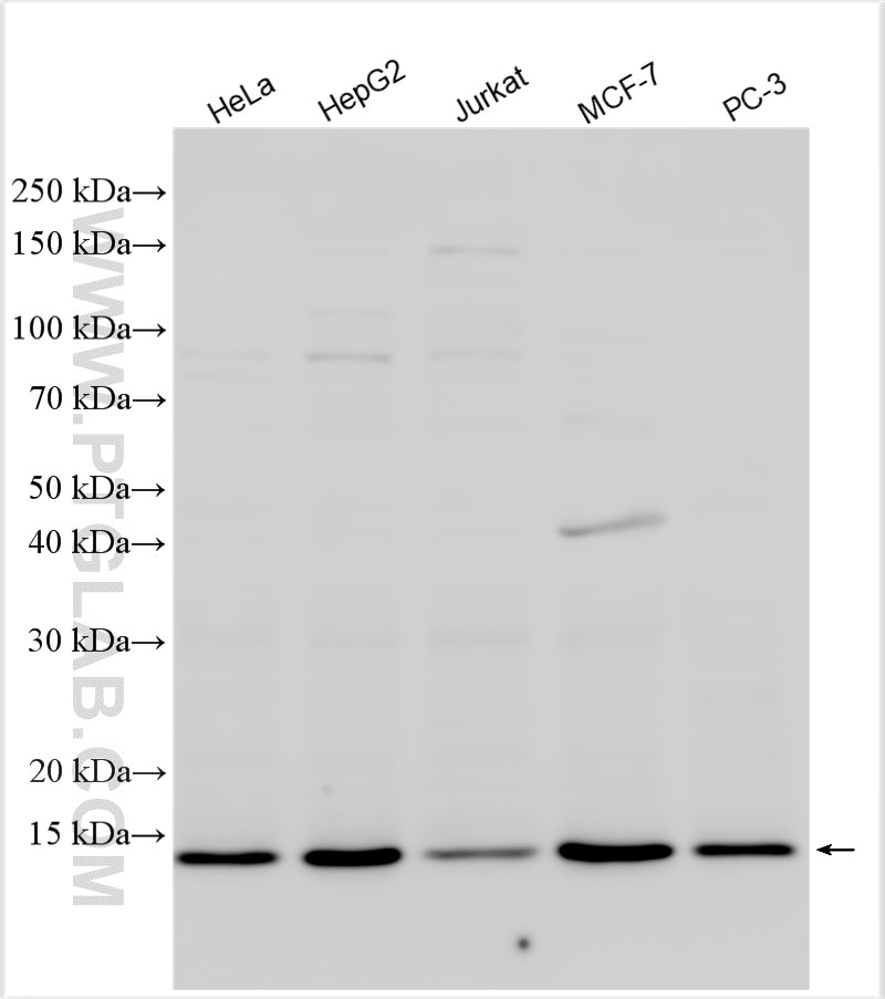 Western Blot (WB) analysis of various lysates using MRPL42 Polyclonal antibody (17300-1-AP)