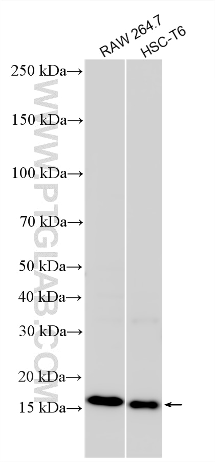 Western Blot (WB) analysis of various lysates using MRPL42 Polyclonal antibody (17300-1-AP)