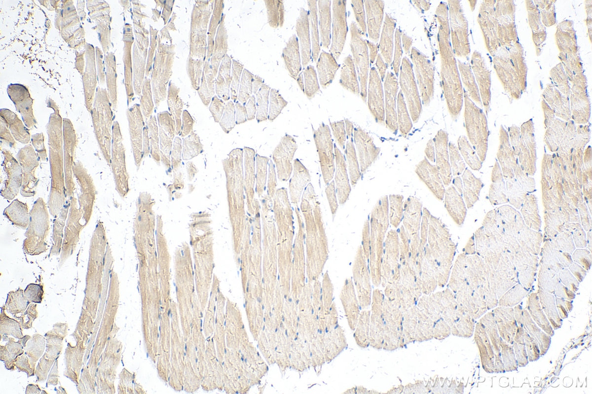 Immunohistochemistry (IHC) staining of mouse skeletal muscle tissue using MRPL43 Polyclonal antibody (17477-1-AP)