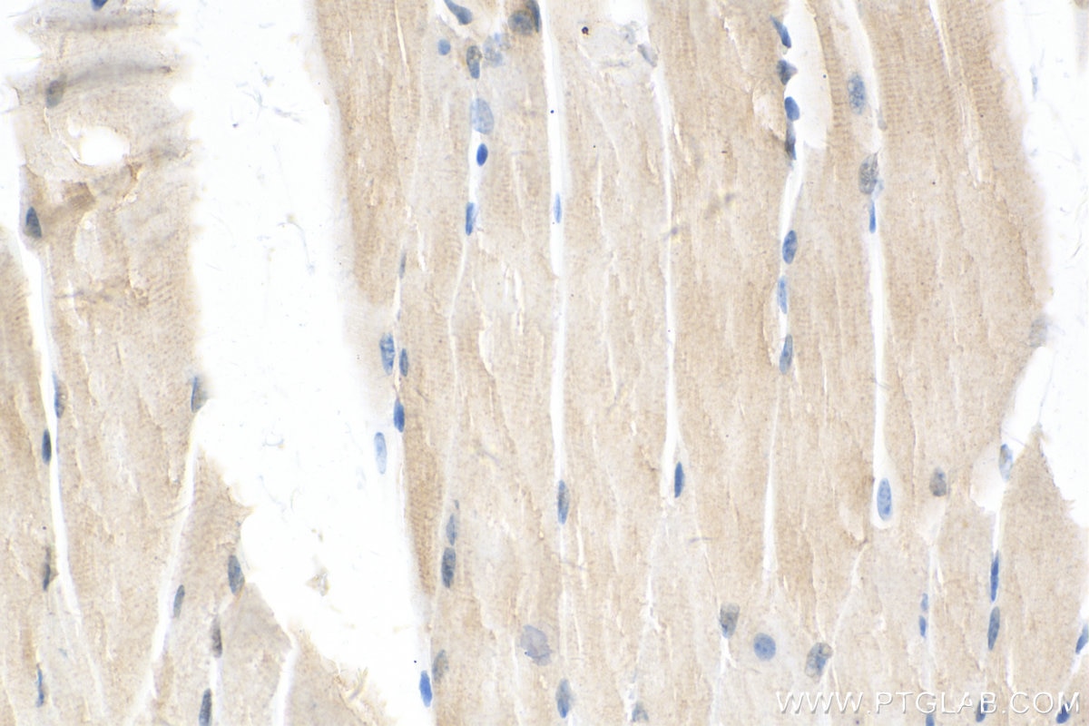 Immunohistochemistry (IHC) staining of mouse skeletal muscle tissue using MRPL43 Polyclonal antibody (17477-1-AP)