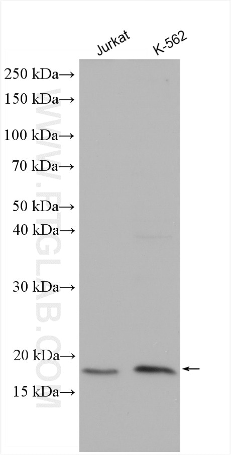 Western Blot (WB) analysis of various lysates using MRPL43 Polyclonal antibody (17477-1-AP)