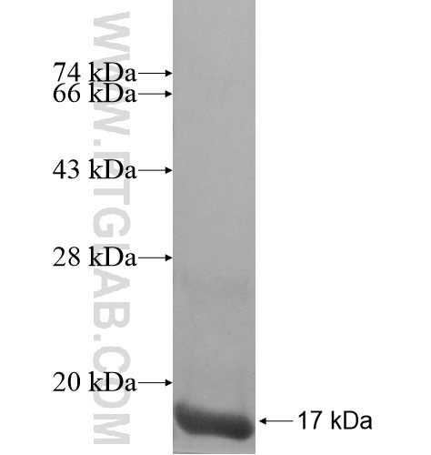MRPL43 fusion protein Ag11481 SDS-PAGE