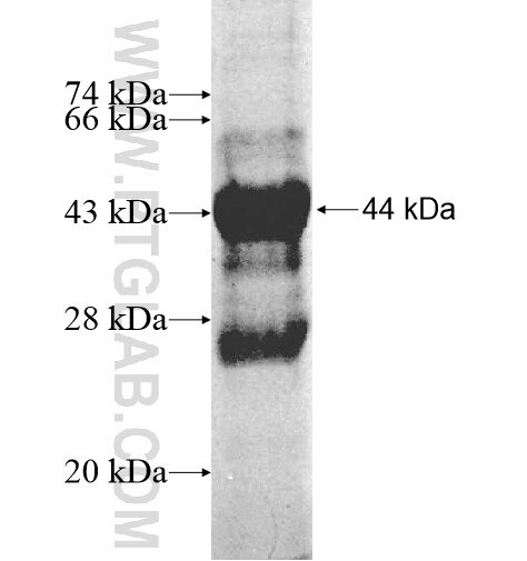 MRPL43 fusion protein Ag11498 SDS-PAGE