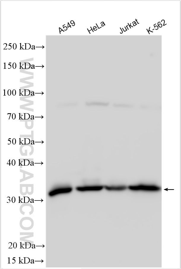 Western Blot (WB) analysis of various lysates using MRPL44 Polyclonal antibody (16394-1-AP)