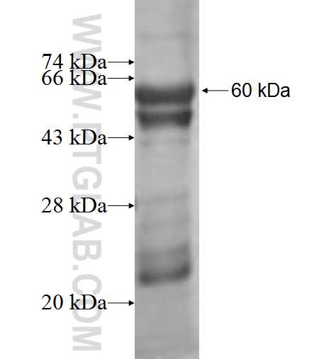 MRPL44 fusion protein Ag9485 SDS-PAGE