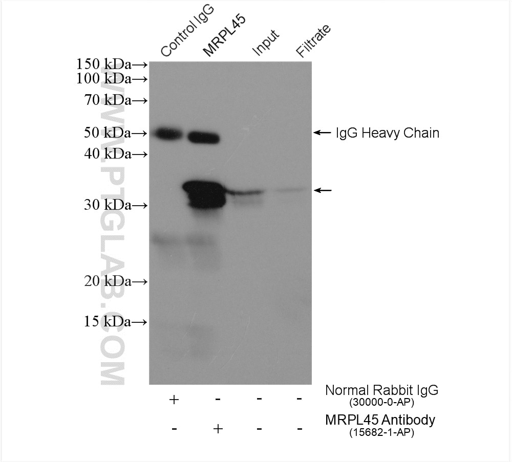 Immunoprecipitation (IP) experiment of HeLa cells using MRPL45 Polyclonal antibody (15682-1-AP)