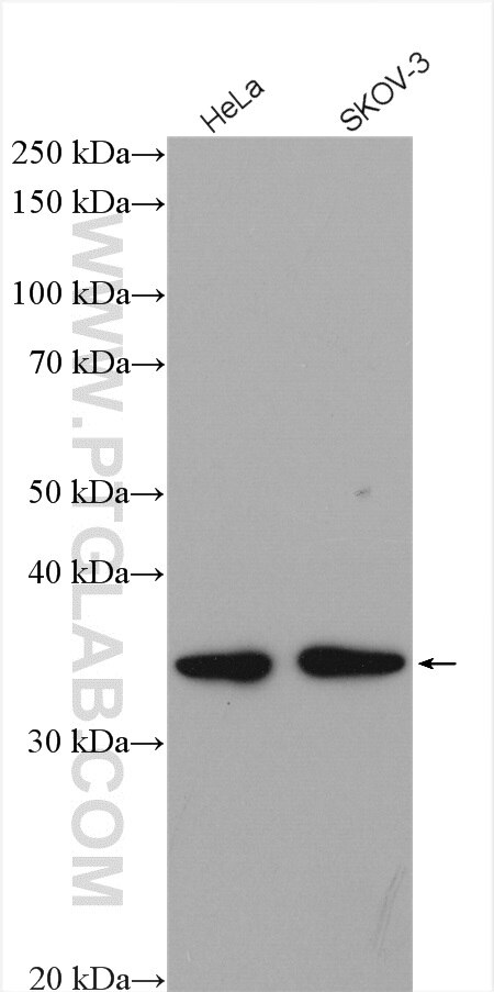 Western Blot (WB) analysis of various lysates using MRPL45 Polyclonal antibody (15682-1-AP)