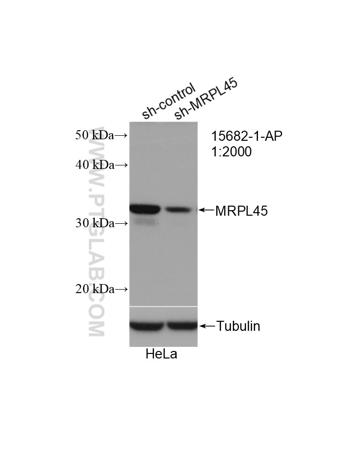 Western Blot (WB) analysis of HeLa cells using MRPL45 Polyclonal antibody (15682-1-AP)