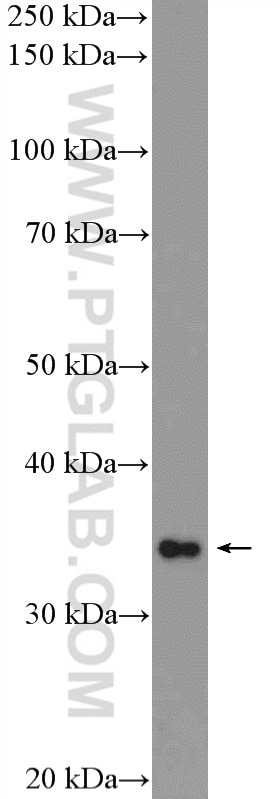 Western Blot (WB) analysis of mouse liver tissue using MRPL45 Polyclonal antibody (15682-1-AP)
