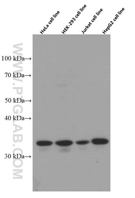 Western Blot (WB) analysis of various lysates using MRPL45 Monoclonal antibody (66531-1-Ig)