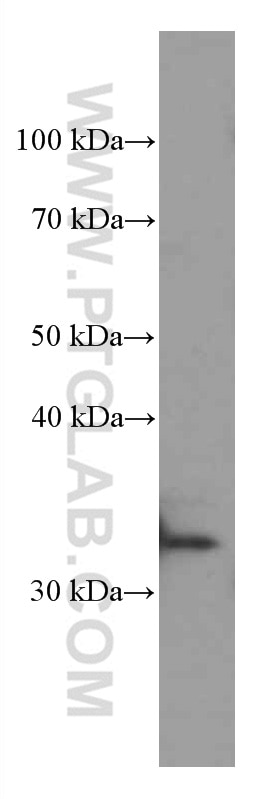 WB analysis of HSC-T6 using 66531-1-Ig