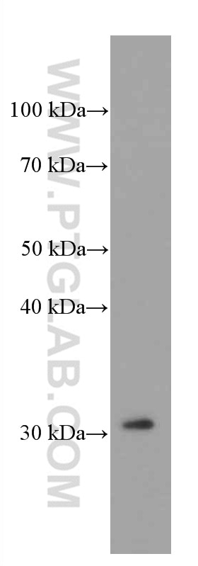 Western Blot (WB) analysis of RAW 264.7 cells using MRPL45 Monoclonal antibody (66531-1-Ig)