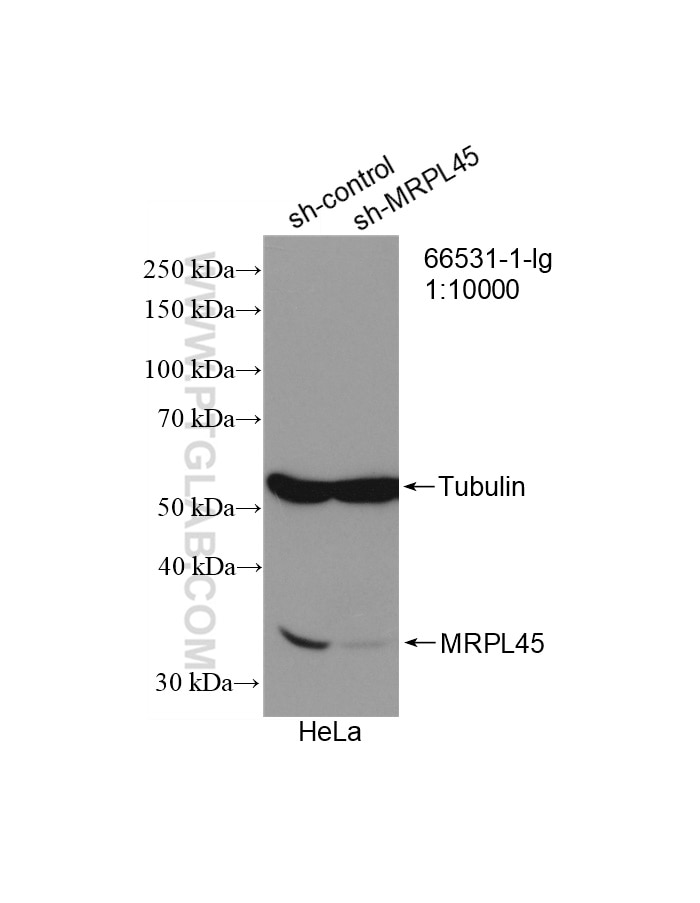 Western Blot (WB) analysis of HeLa cells using MRPL45 Monoclonal antibody (66531-1-Ig)