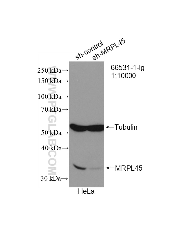 WB analysis of HeLa using 66531-1-Ig