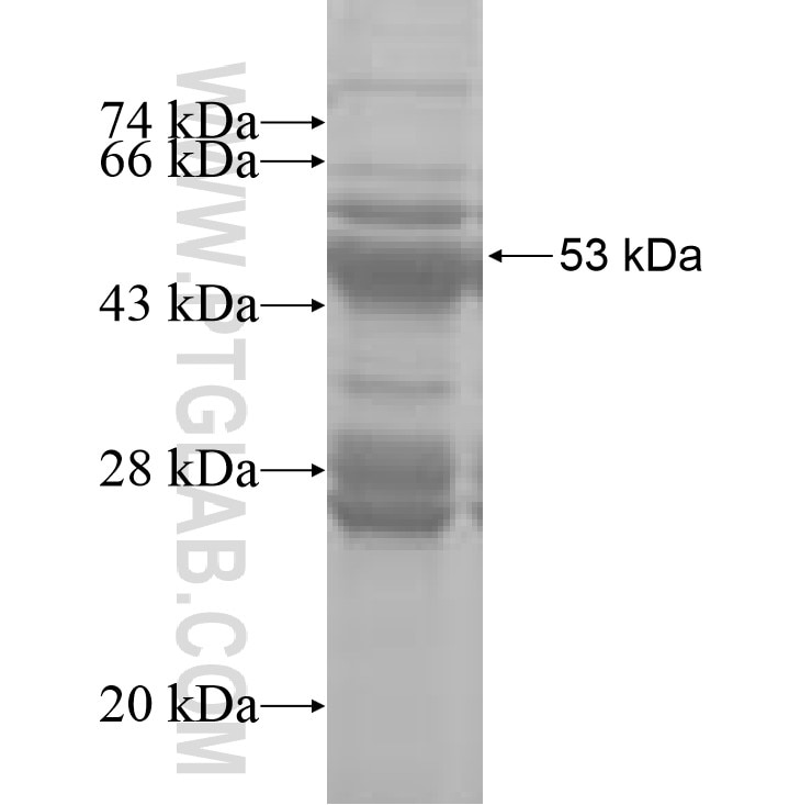 MRPL45 fusion protein Ag8184 SDS-PAGE