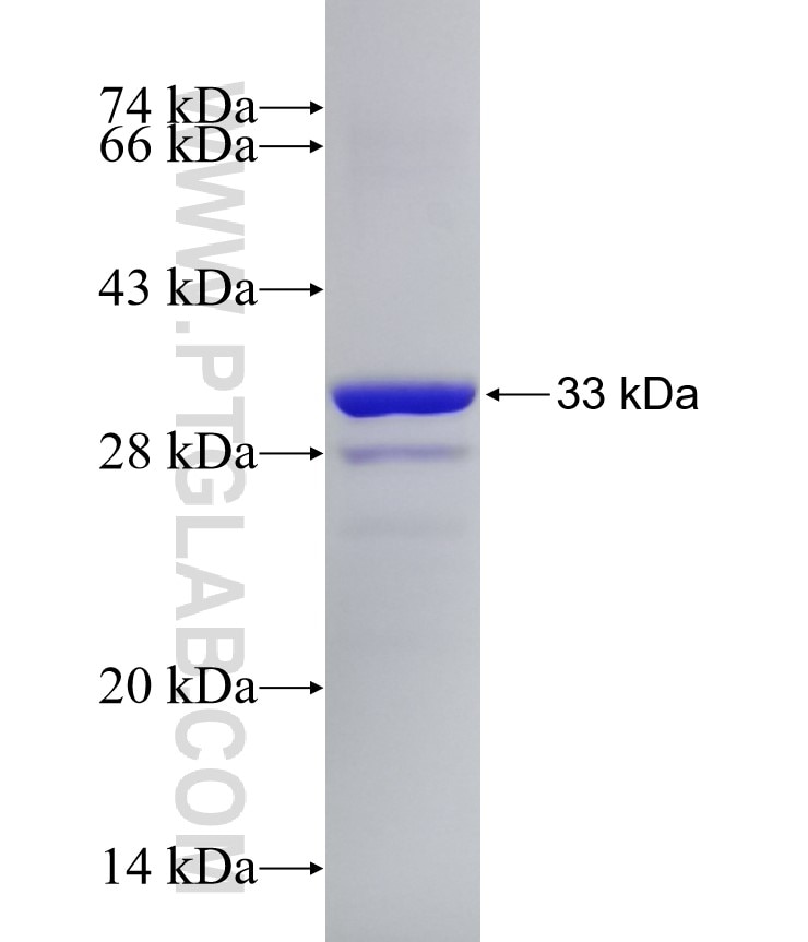 MRPL45 fusion protein Ag8207 SDS-PAGE