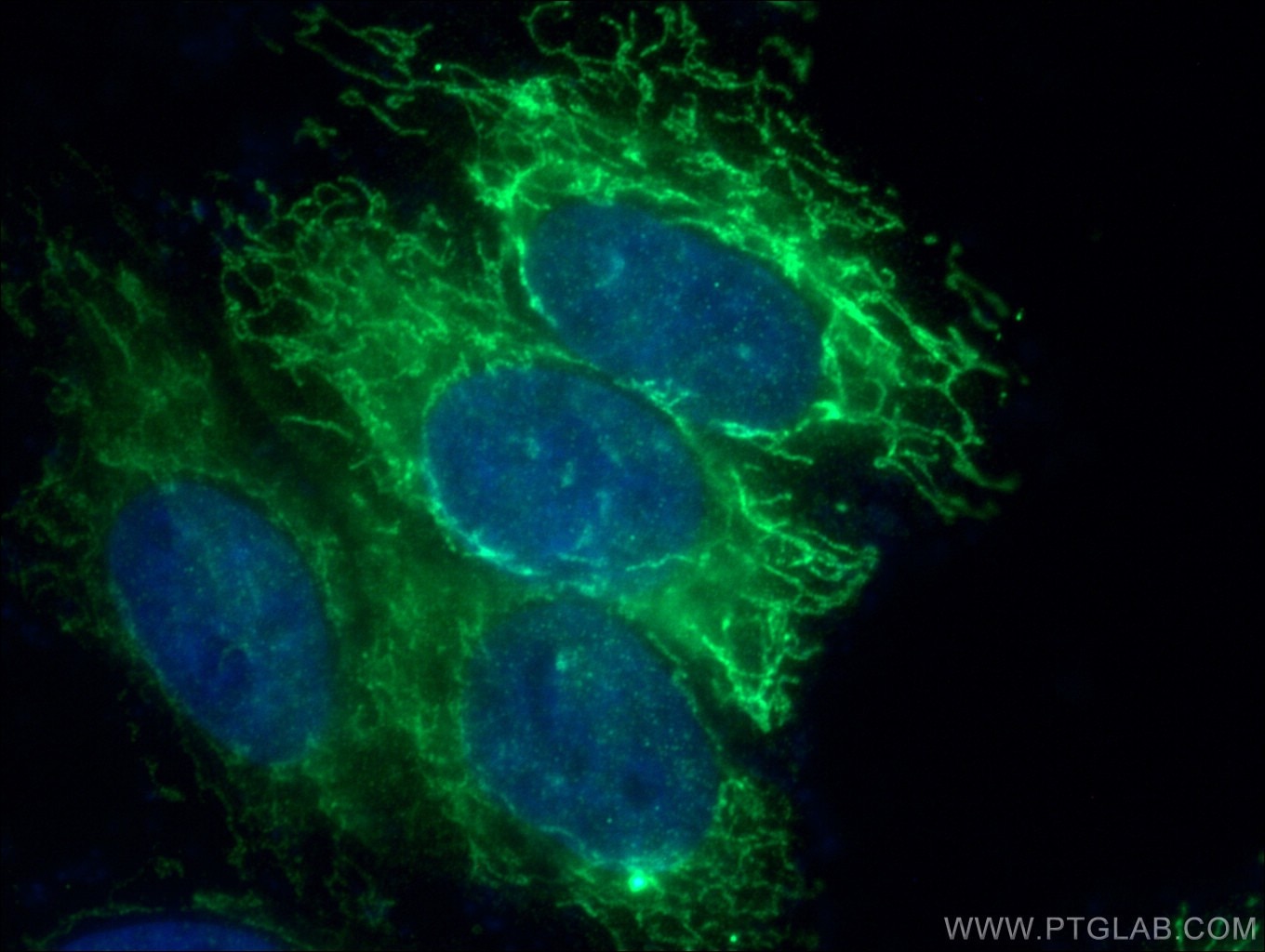 Immunofluorescence (IF) / fluorescent staining of HepG2 cells using MRPL46 Polyclonal antibody (16611-1-AP)