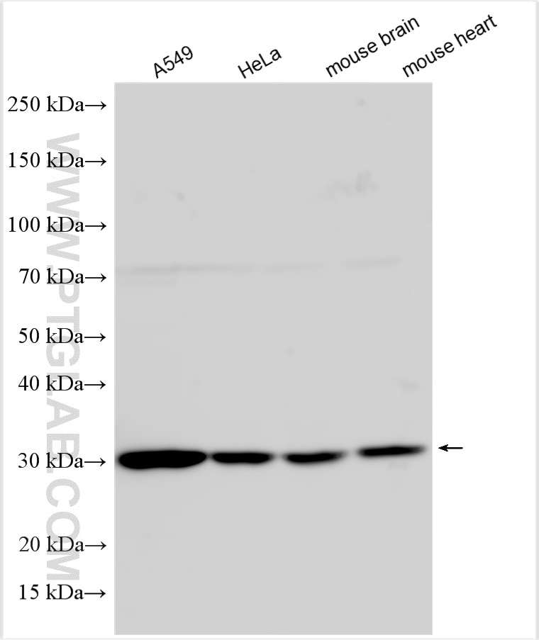 Western Blot (WB) analysis of various lysates using MRPL46 Polyclonal antibody (16611-1-AP)