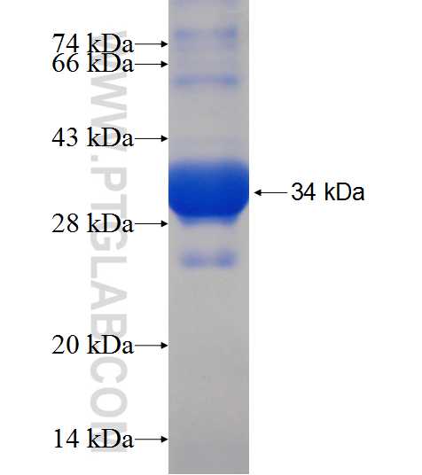 MRPL46 fusion protein Ag9713 SDS-PAGE