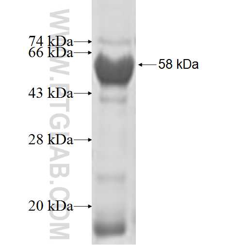 MRPL46 fusion protein Ag9837 SDS-PAGE