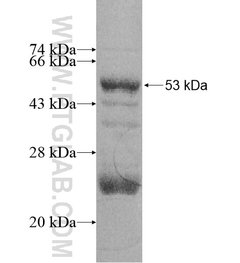 MRPL47 fusion protein Ag11085 SDS-PAGE