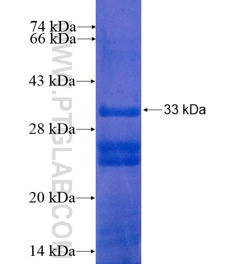 MRPL47 fusion protein Ag11744 SDS-PAGE