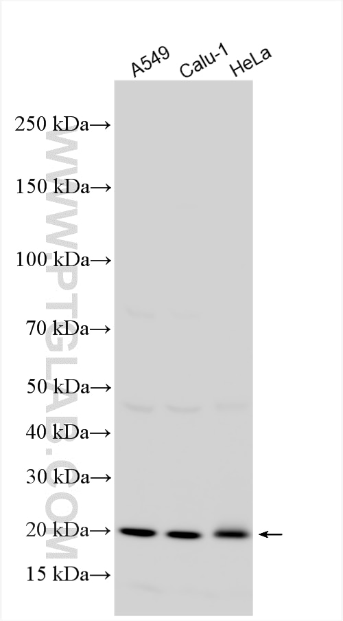 WB analysis using 14677-1-AP Western Blot (WB) analysis of various lysates using MRPL48 Polyclonal antibody (14677-1-AP)