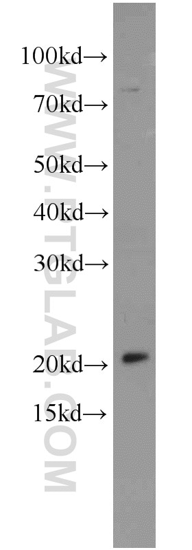 Western Blot (WB) analysis of Jurkat cells using MRPL48 Polyclonal antibody (14677-1-AP)