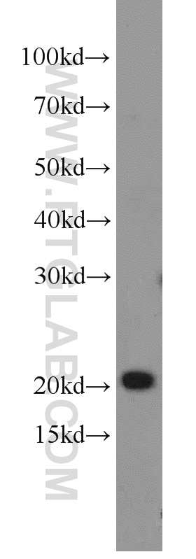 Western Blot (WB) analysis of HeLa cells using MRPL48 Polyclonal antibody (14677-1-AP)